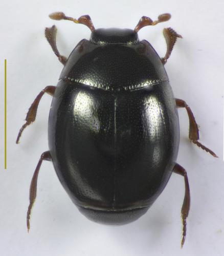 Tribalus minimus
